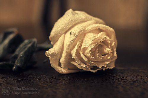 Умирающая роза