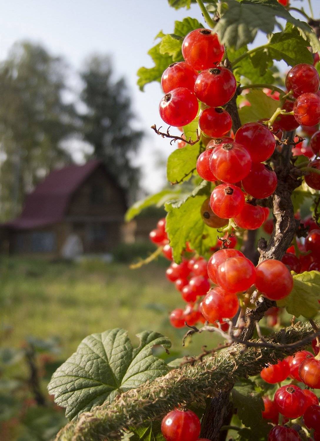 Лето, Ягоды, Антон