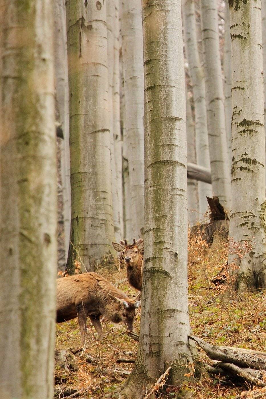 , Krzysztof Tomasiak