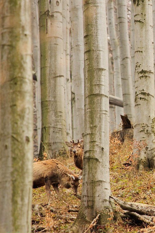 Cervus фото превью