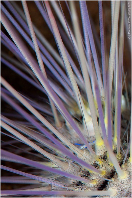 Морской ёж (Sea Urchins, Echinoidea) фото превью