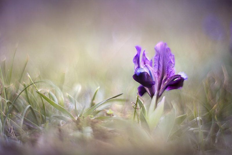 *** фото превью