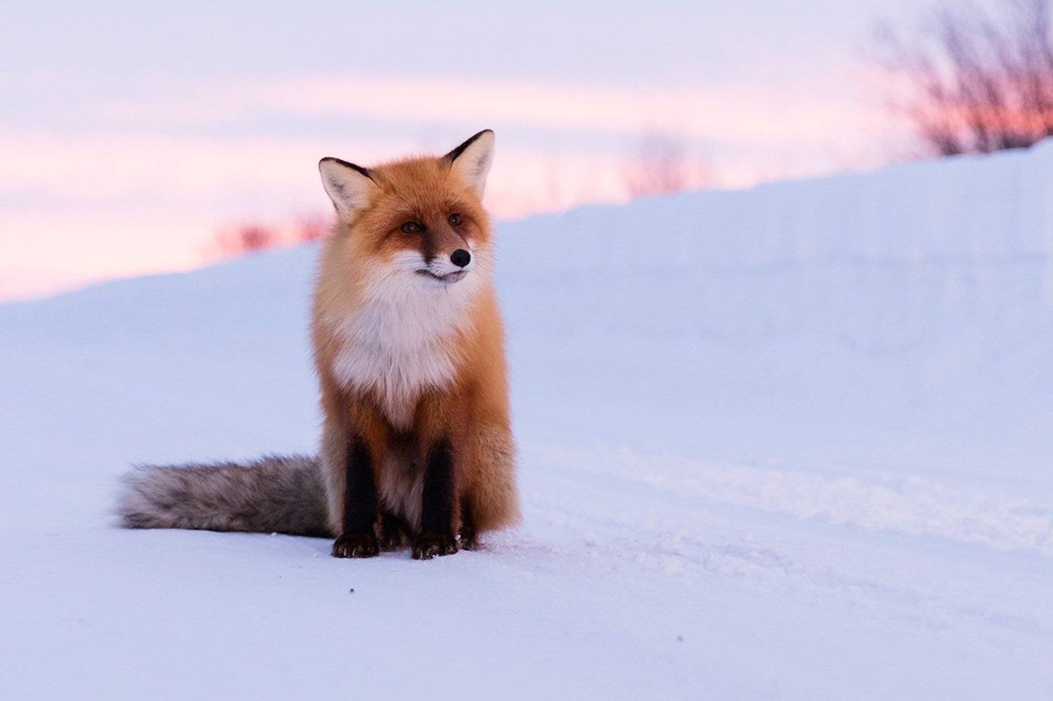 животные, природа, лисица, Любовь Трифонова