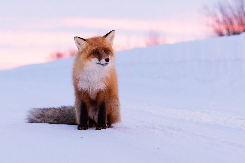 животные, природа, лисица *** фото превью