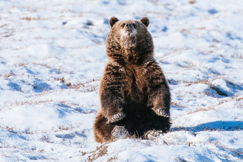 *** фото превью