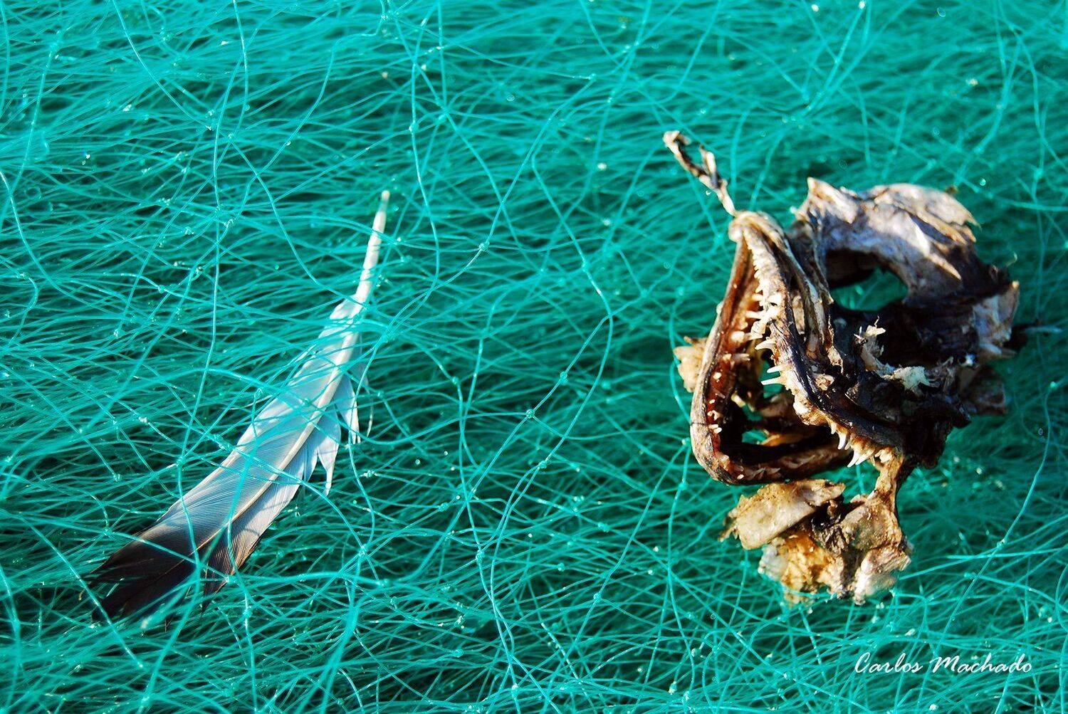 Macro, Travel, Other, Reportage, Still life,, Carlos Machado