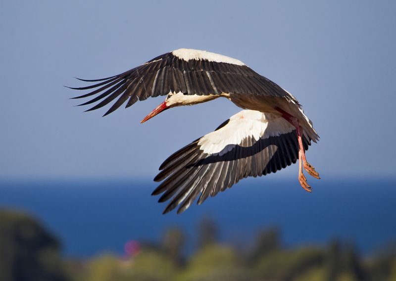 с тенью на крыле фото превью