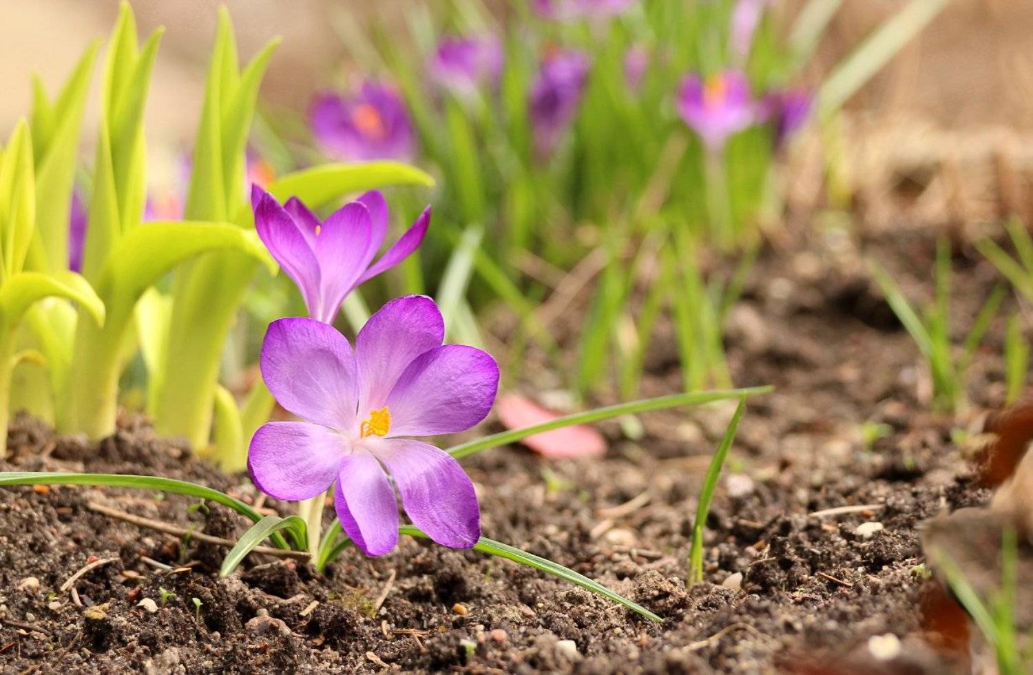 Весна, Крокусы, Первоцвет, Шруб (Беляева) Татьяна