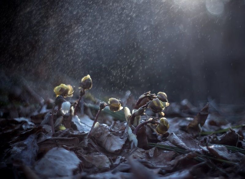 Весна шагает по планете... фото превью