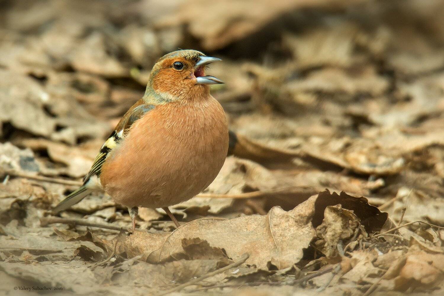 Весна, Зяблик, Валерий Субачев