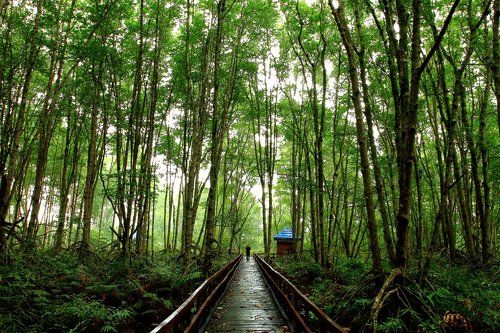 Natural mangrove