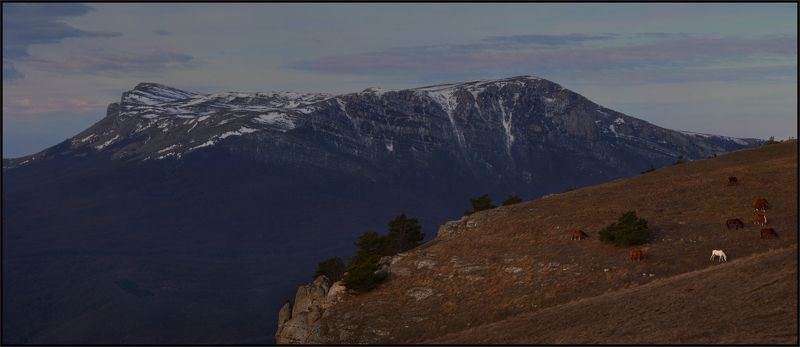 Лошадки фото превью
