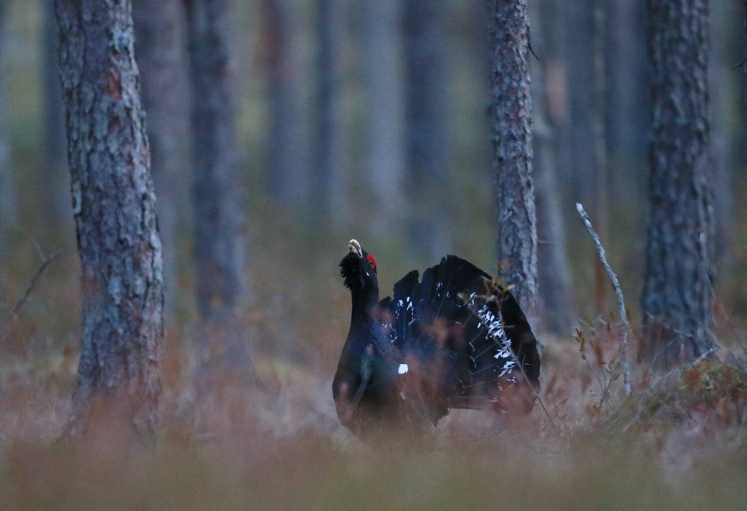 , Андрей Шимчук