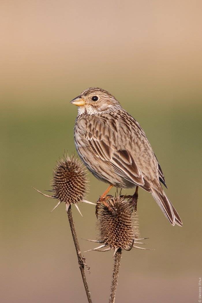 , Илья Михеев