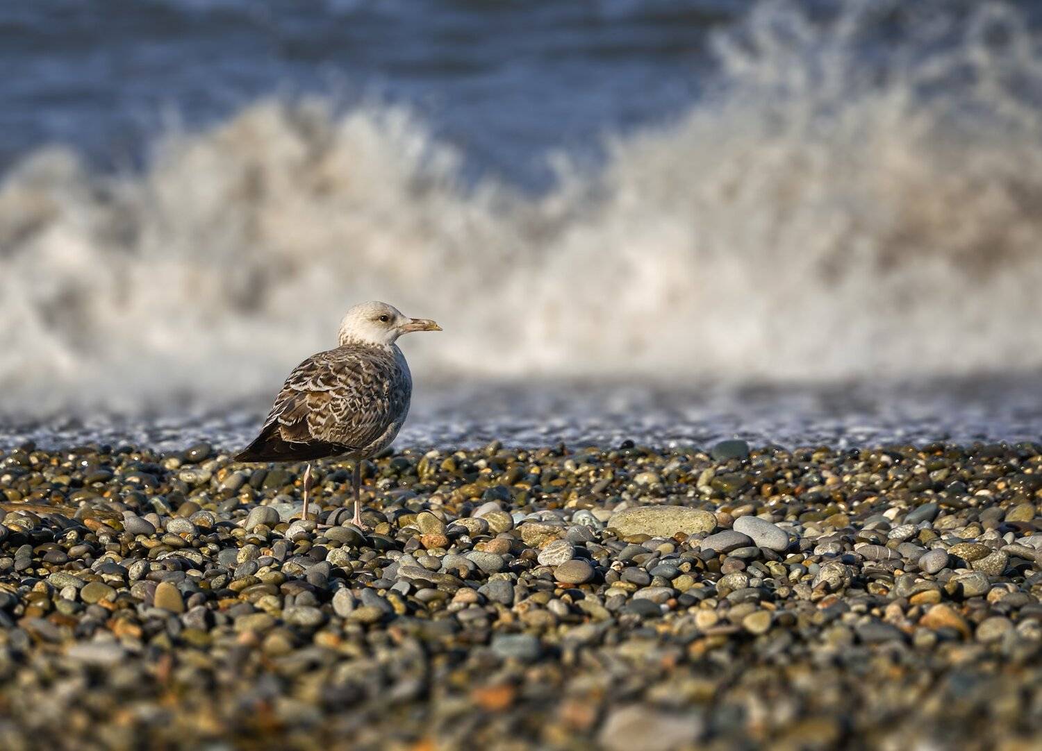 , Олег Богданов