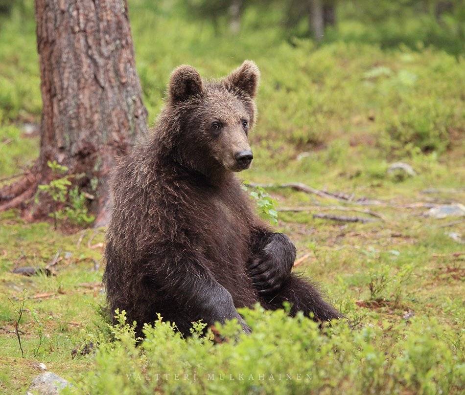 , Valtteri Mulkahainen