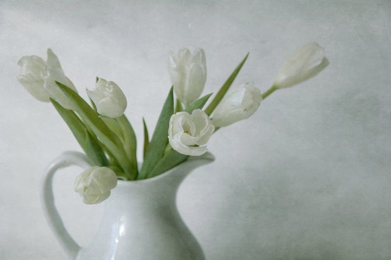 Белые тюльпаны фото превью
