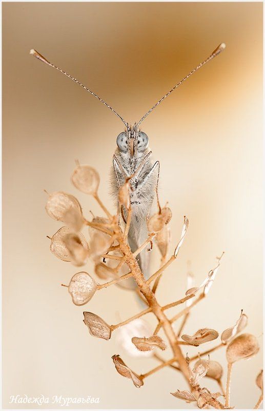 Антенны, Белянка Под прямым углом фото превью