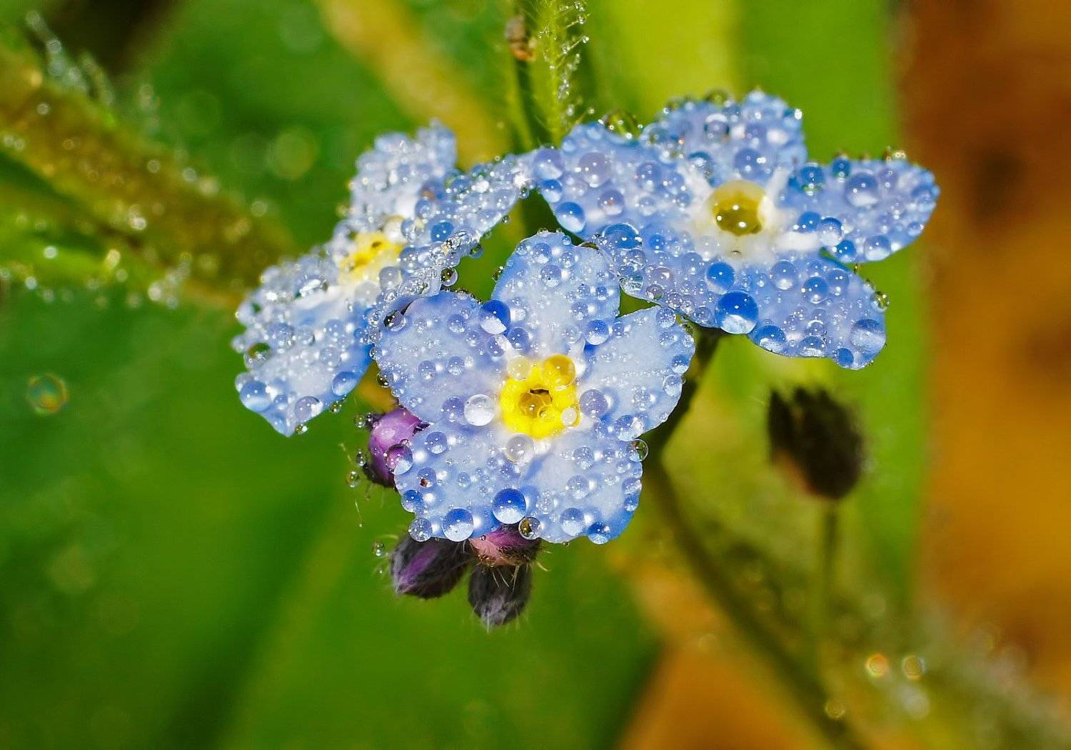 коми, незабудки, печора, цветы, Игорь Подобаев