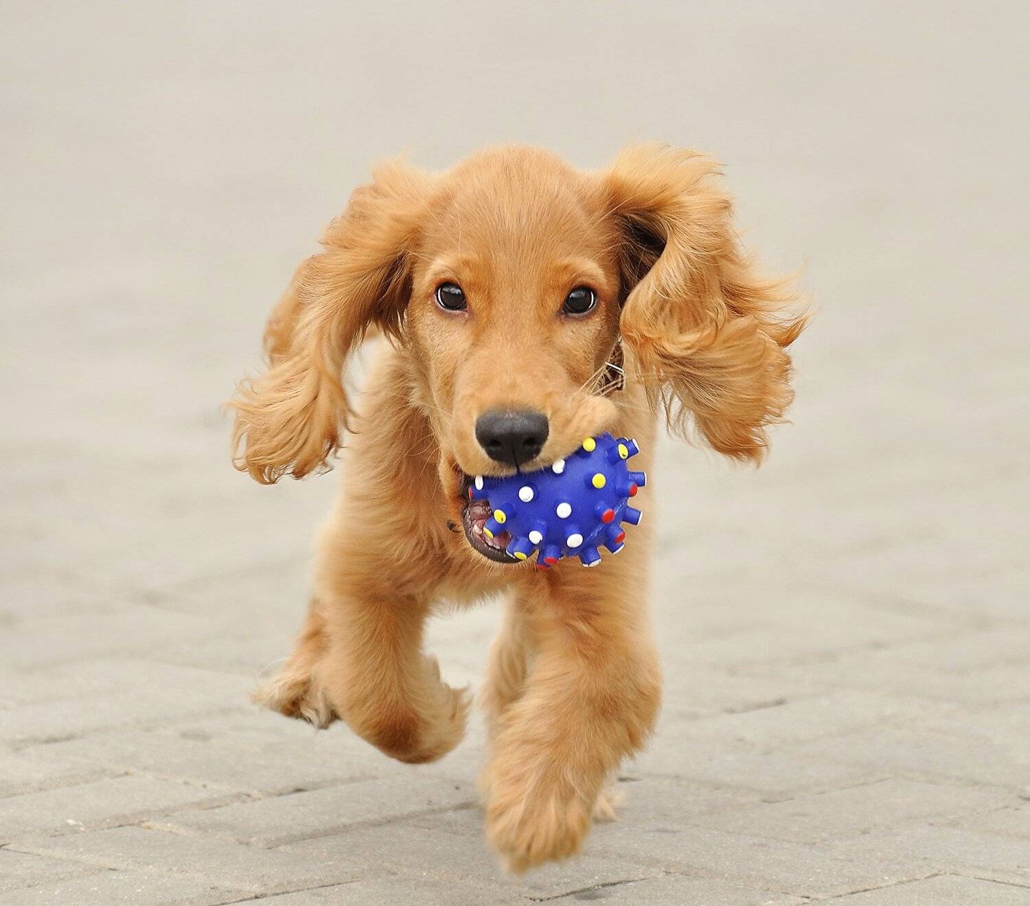 спаниель, собака, щенок, Дмитрий