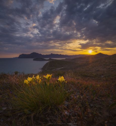 Карликовые Ирисы