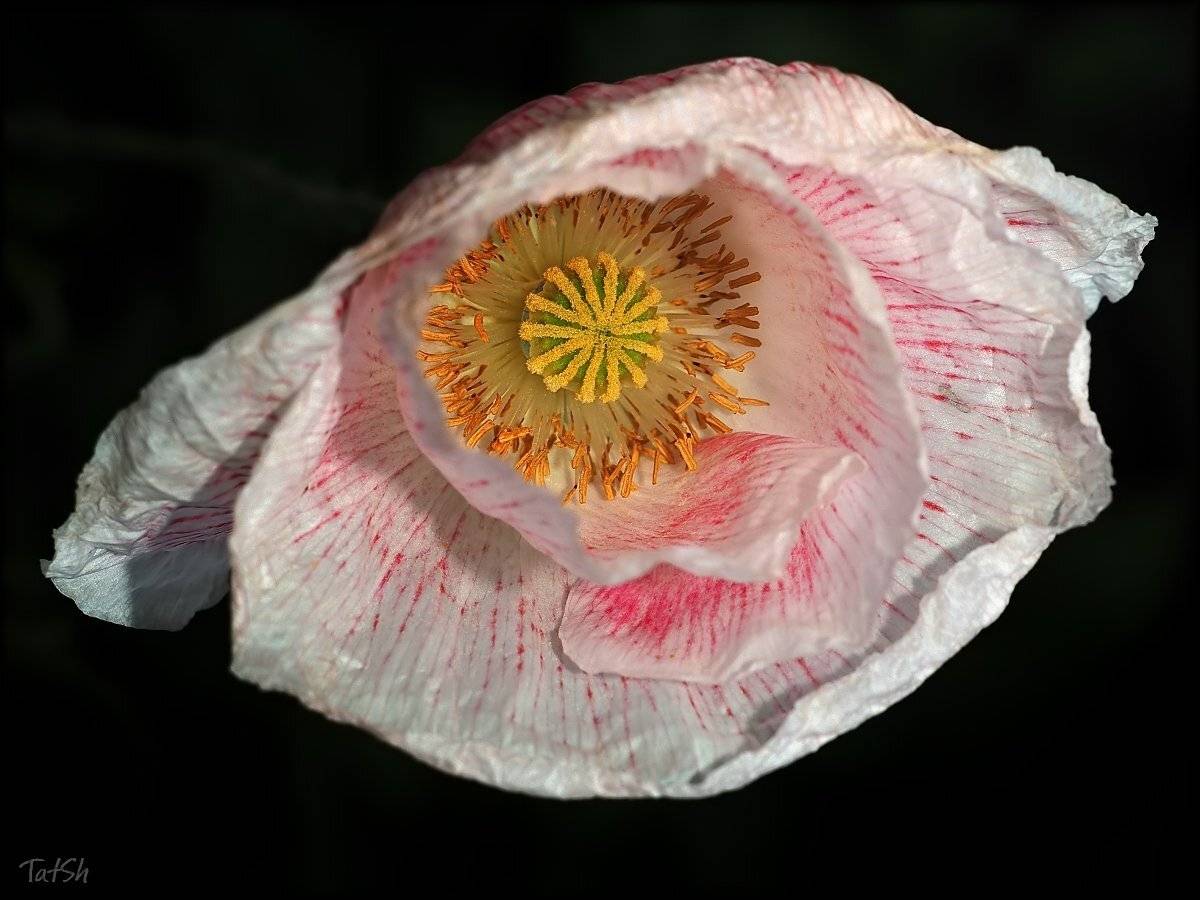 Мак, Макро, Цветок, Шипилова Татьяна