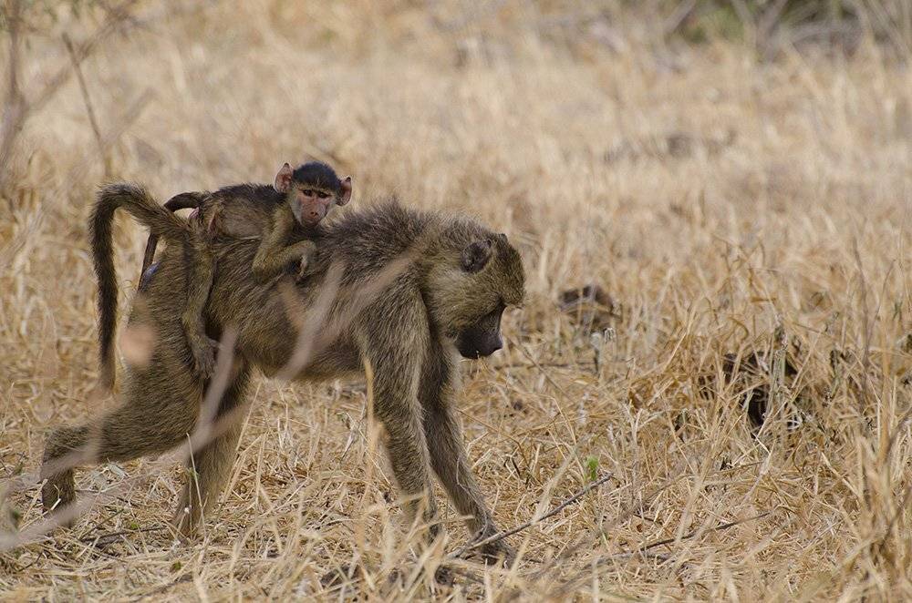 Обезьяны, бабуин, Кения, сафари, , Марина Мудрова
