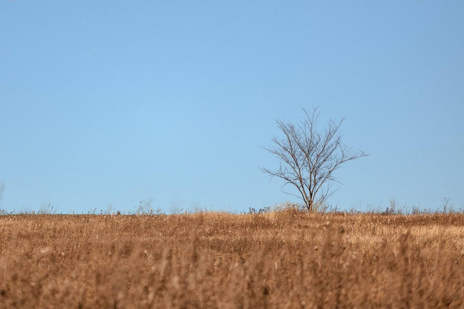 #landscape, #nature, #sky, #skyline, #horizon, #blue, #young, #tree, #grass, #sun, #sunset, #one, #geometry, #russia, #spring, #bokeh, #canon, #5d, #200mm, #alone, #lonely, #field, #air, #deep, #earth, #пейзаж, #дерево, #горизонт, #природа, Денис Ганенко