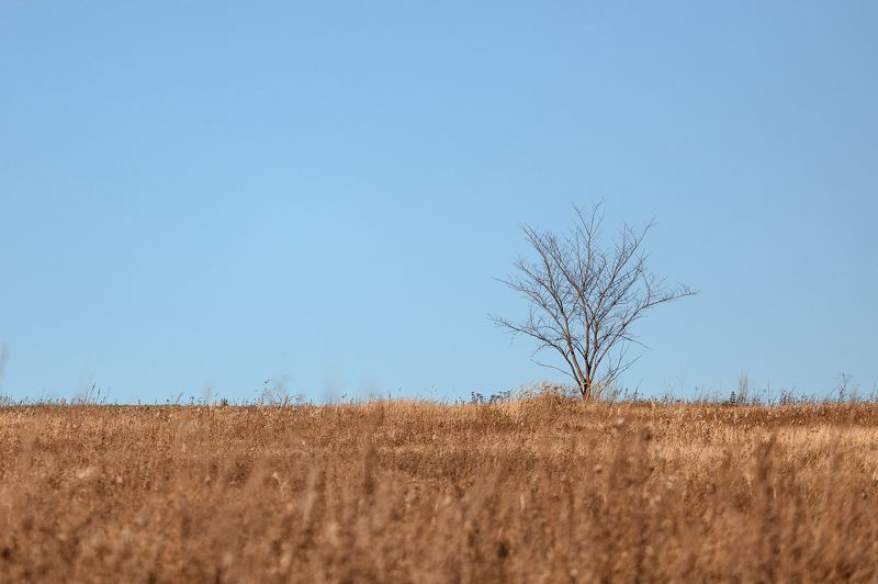 #landscape, #nature, #sky, #skyline, #horizon, #blue, #young, #tree, #grass, #sun, #sunset, #one, #geometry, #russia, #spring, #bokeh, #canon, #5d, #200mm, #alone, #lonely, #field, #air, #deep, #earth, #пейзаж, #дерево, #горизонт, #природа Lonely tree фото превью