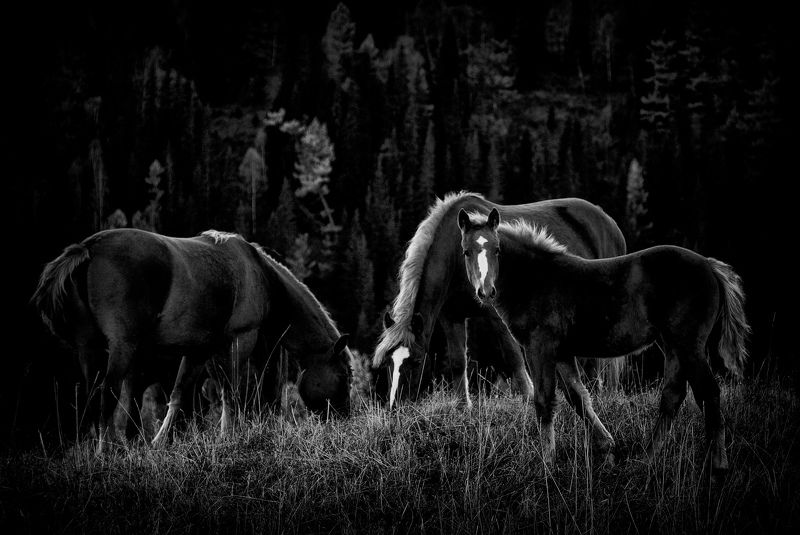 Семья фото превью