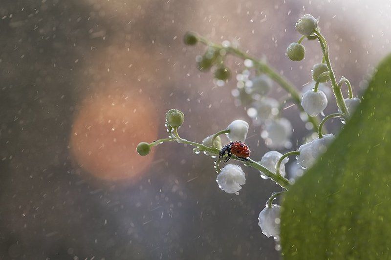 Накануне фото превью