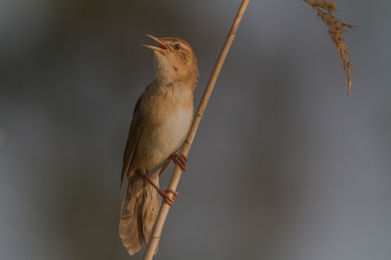 Соловьиный, сверчок, птицы, славковые Соловьиный сверчок, ч.2 фото превью