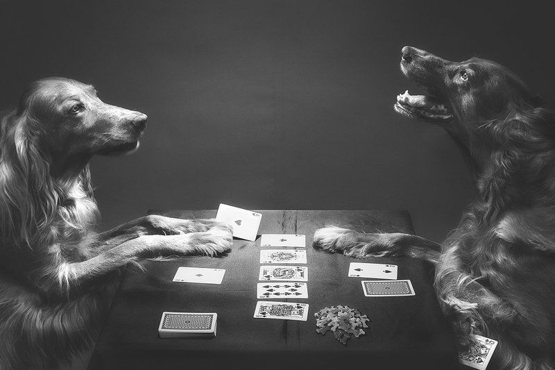 animal, dog, setter, irish, art, play, game, indoor, poker, собака, сеттер, арт, игра, покер,  The Game фото превью
