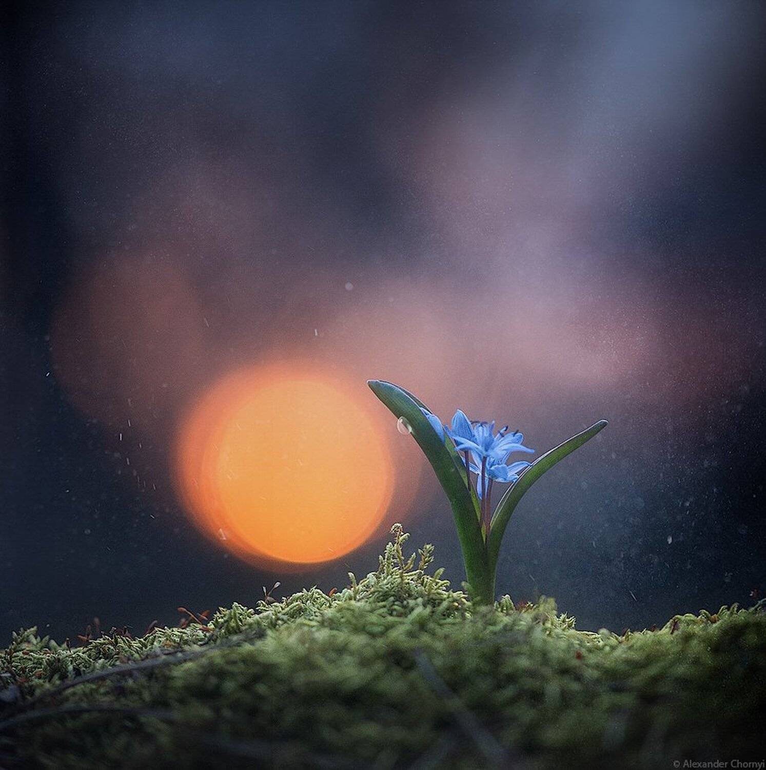 коростышев, макро, макро истории, макро красота, макро мир, макро фото, украина, чорный, Александр Чорный