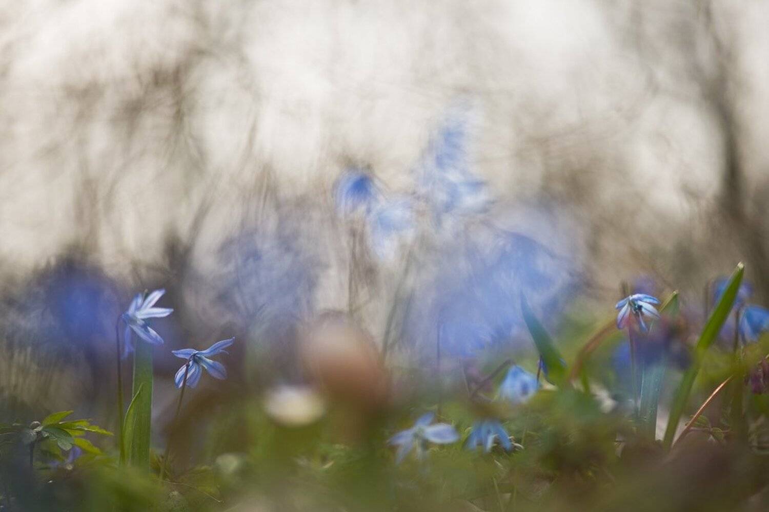 апрель, весна, воронеж, краски, пролеска, свет, цвет, цветы, Геннадий Мещеряков