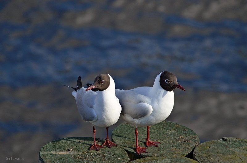 Из жизни чаек... фото превью