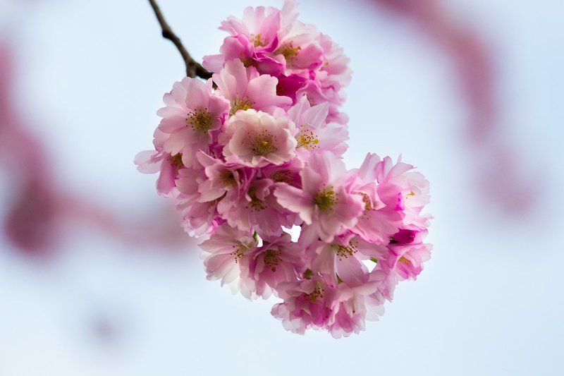 Сакура фото превью