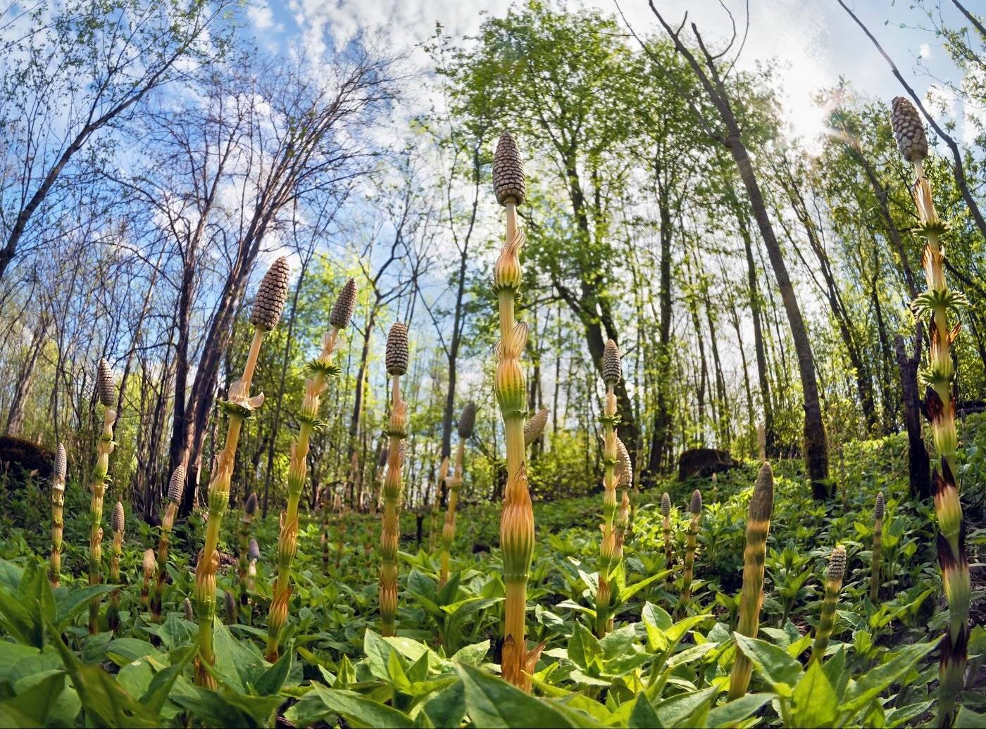 Хвощ, Широкоугольное макро, Валерия Зверева
