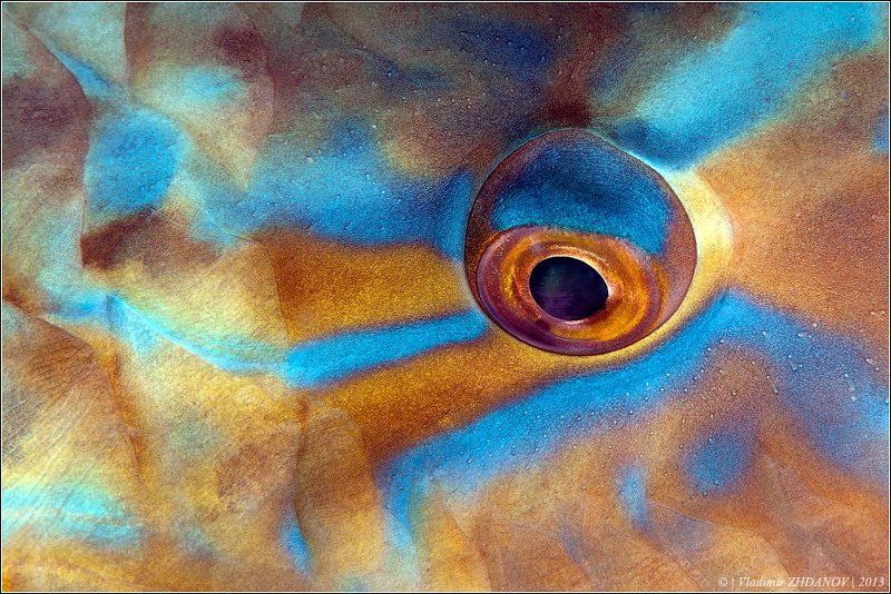 Глаз Рыбы-Попугая фото превью