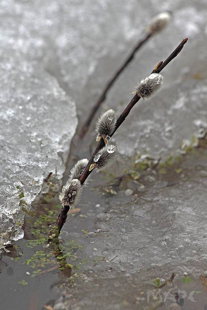 , Шангареев Марс