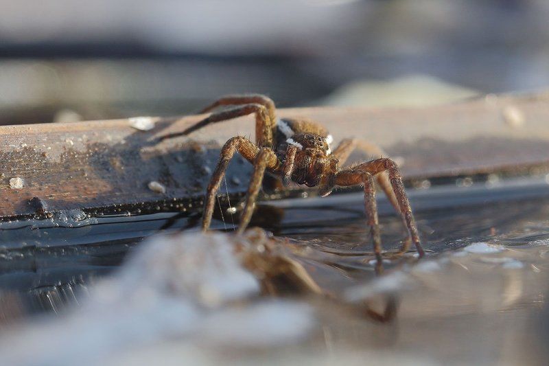 водяной паук, охотник каемчатый,dolomedes fimbriatus l Паук охотник каемчатый фото превью