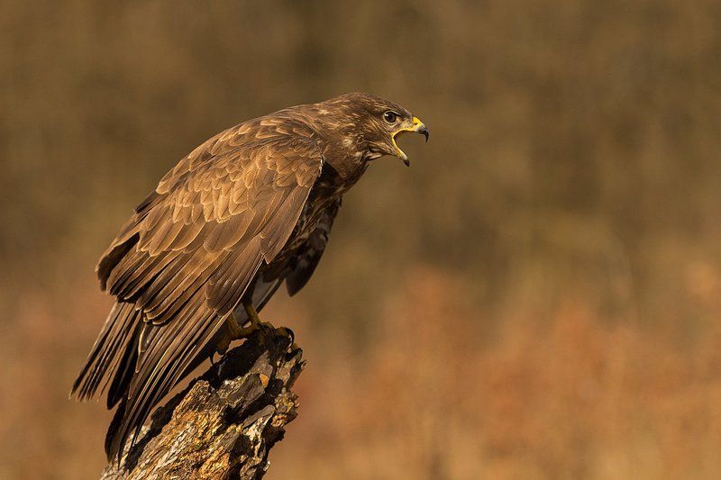 Крик фото превью