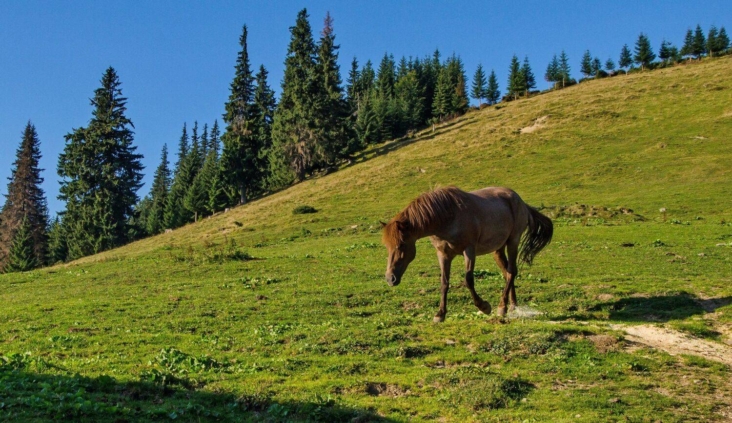 , Валерий Наумов