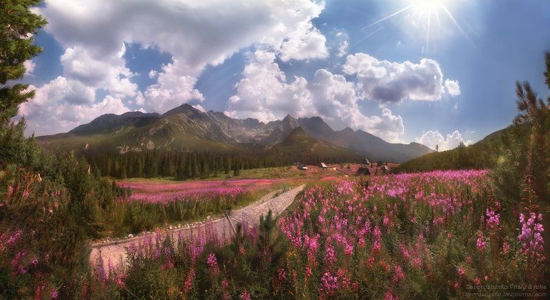 Amazing, Beautiful, Beautifulpoland, Flowers, HalaG?sienicowa, HalaGasienicowa, Landscape, Landscapephotography, Landscapephotos, Landscape_captures, Mountains, Naturephotography, Photographer, Poland, Polishmountains, Tatry, Tatrymountains, Travel, Zakop Road of Life фото превью