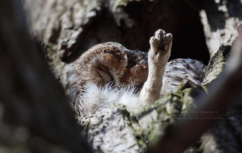 canon, owl, wildlife, wildlife photography, анималистика, серая неясыть, сова, фотоохота Лапочка фото превью