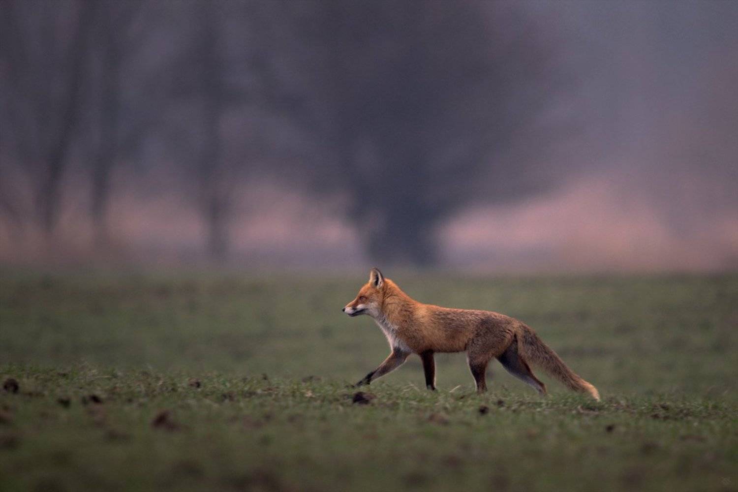 fox, wildlife, animal, Wojciech Grzanka