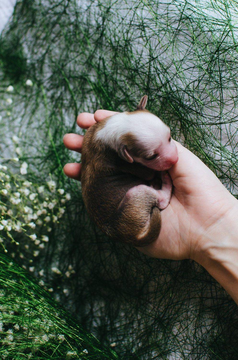 щенок, ладонь,зеленый, Юлия Булыня