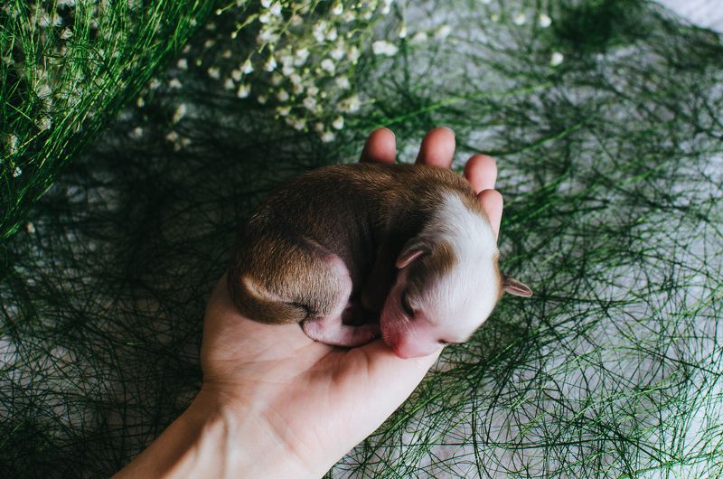 щенок, ладонь,зеленый 3 дня от роду фото превью