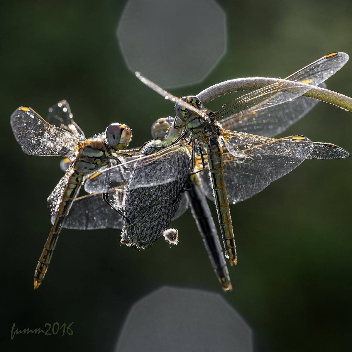 , Игорь ФУММ