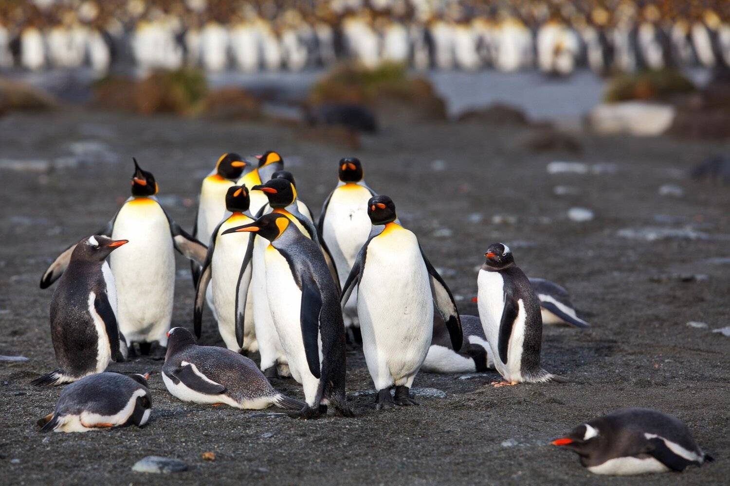 , Александр Перов